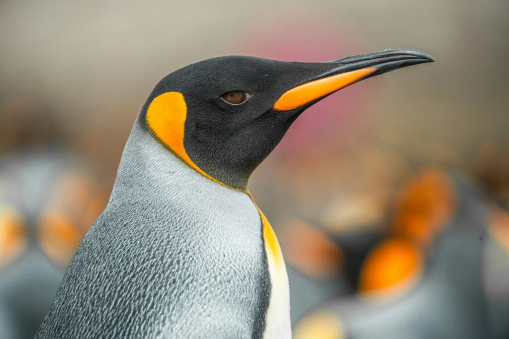 A close-up of a king penguin with distinctive features.